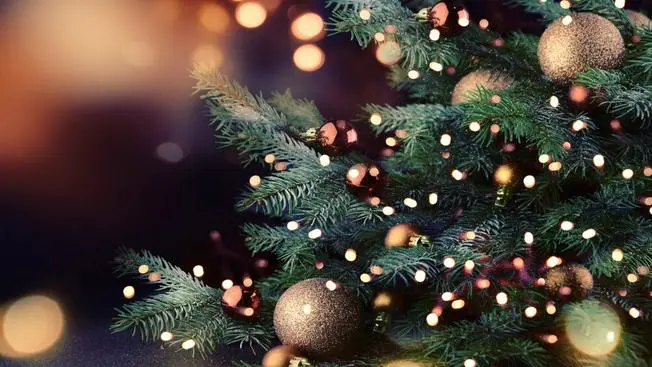 ¿Cuál es el árbol de Navidad más ecológico?