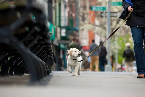 Recolección de desechos caninos