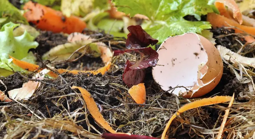 Contenedor especial para basura orgánica